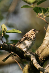 Tree pipit (Anthus trivialis) sitting on a tree branch in the sunlight.