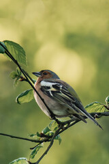 Male eurasian chaffinch, common chaffinch, or simply the chaffinch (Fringilla coelebs) sitting on a tree branch.	
