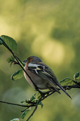 Male eurasian chaffinch, common chaffinch, or simply the chaffinch (Fringilla coelebs) sitting on a tree branch.	