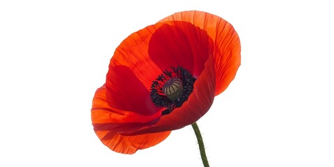 Obraz premium Vibrant red poppy flower, isolated against a bright white background, illuminated petals