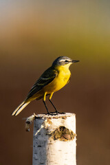 Western yellow wagtail (Motacilla flava) sitting in the grass.
