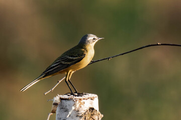 Western yellow wagtail (Motacilla flava) sitting in the grass.