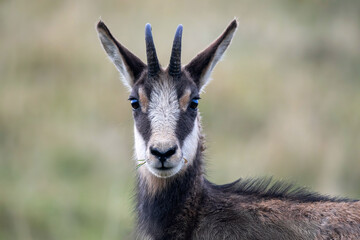 Camoscio alpino (Rupicapra rupicapra)