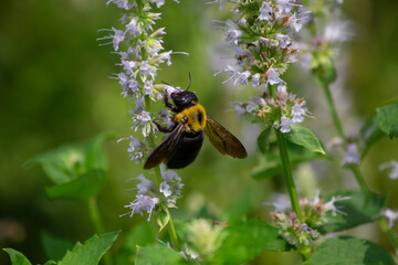 クマバチ(マルハナバチ) と アガスターシェ・ブルーフォーチュン
Carpenter Bee on Blue Fortune – A Beautiful Moment with Agastache Flowers and a Foraging Bumblebee