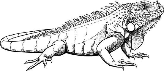 iguana line art silhouette vector illustration
