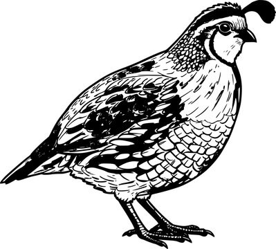northern bobwhite line art silhouette vector illustration
