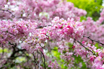 Blooming pink apple orchard. Spring flowers in the park