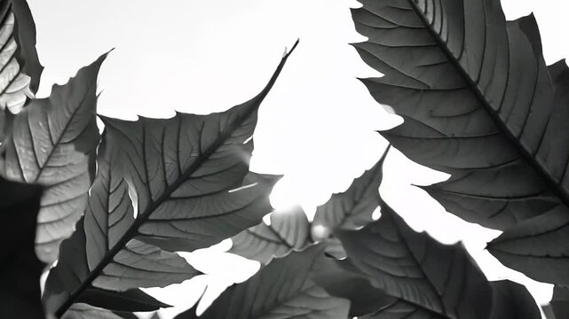 Striking monochrome arrangement of dark maple leaves creating dramatic natural pattern against white background
