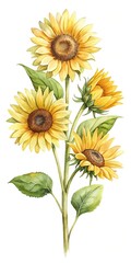 Delicate Watercolor Painting of Sunflowers Blooming Against a White Background