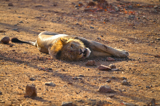 Lion left eye seen laid flat in Gir National Park Gujarat India