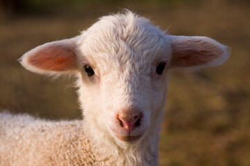 Obraz premium portrait of a sheep