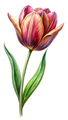 Fototapeta premium Watercolor painting of a beautiful tulip flower with elegant petals and leaves