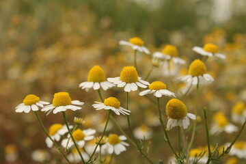 a group beautiful chamomile flowers closeup in the countryside 