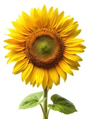 Fototapeta premium Radiant Yellow Sunflower Portrait on White Background Showcasing Intricate Details and Structure