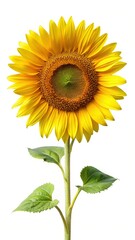 Obraz premium Vibrant Sunflower Blossom with Green Leaves on a Clean White Background