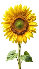 Obraz premium Radiant sunflower portrait showcasing vibrant petals, intricate center, and verdant foliage
