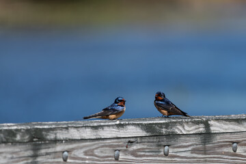 A pair of barn swallows perch on a wooden railing with a blurred lake in the background.