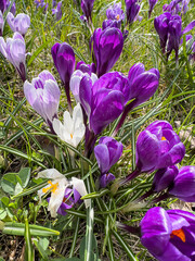 Bloom at spring violet purple crocus pallasii in spring garden