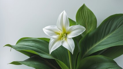 Fototapeta premium Trillium grandiflorum Flower Separate on Background