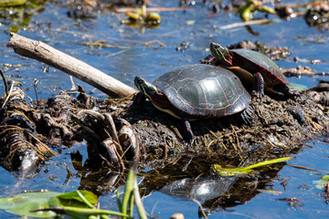 Obraz premium A pair of Midland painted turtles basking in the sun on log in a vegitaion filled lake