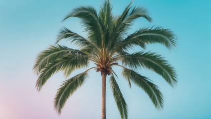 Fototapeta premium Palm tree standing alone on a blue surface