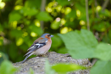 chaffinch perching on a stone close-up