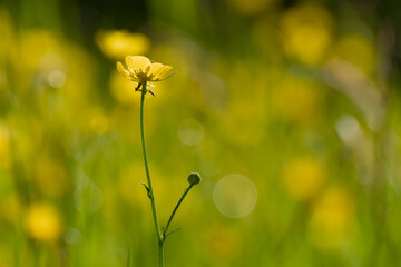 Ranunculus blossom in the sunset light close-up