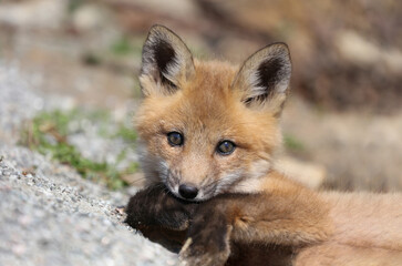 portrait of young red fox