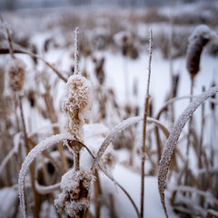 Nov Daily - Bowmont Park