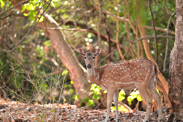 Eyes of spotted deer seen in the wilderness of Gir National Park Gujarat India 