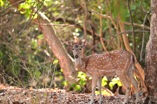 Eyes of spotted deer seen in the wilderness of Gir National Park Gujarat India 