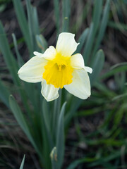 one daffodil in the park, first spring flower, close-up