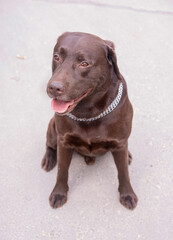 Fototapeta premium Brown Labrador sits on the road, ears pressed down and devotedly looks at the owner, at the camera
