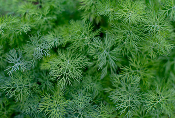 Green dill plants, top view.