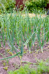 Green leaves of onions that grow in rows in a garden bed.