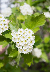 hawthorn blossom, white flowers against green foliage