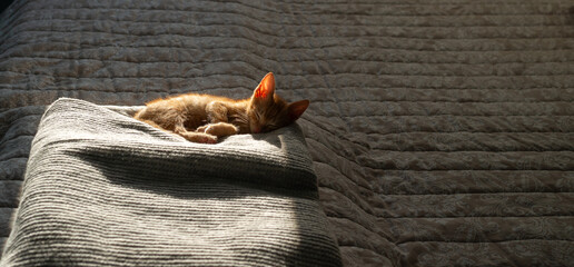 Charming orange kitten, partially sunlit from behind, relaxing and sleeping on a blanket on a bed in a bedroom