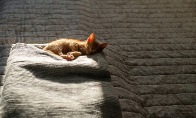 Charming orange kitten, partially sunlit from behind, relaxing and sleeping on a blanket on a bed in a bedroom