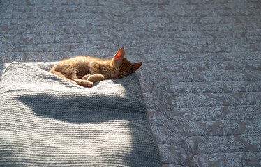 Charming orange kitten, partially sunlit from behind, relaxing and sleeping on a blanket on a bed in a bedroom