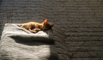 Charming orange kitten, partially sunlit from behind, relaxing and sleeping on a blanket on a bed in a bedroom