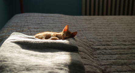 Charming orange kitten, partially sunlit from behind, relaxing and sleeping on a blanket on a bed in a bedroom