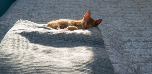 Charming orange kitten, partially sunlit from behind, relaxing and sleeping on a blanket on a bed in a bedroom