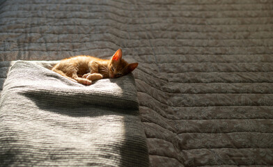 Charming orange kitten, partially sunlit from behind, relaxing and sleeping on a blanket on a bed in a bedroom