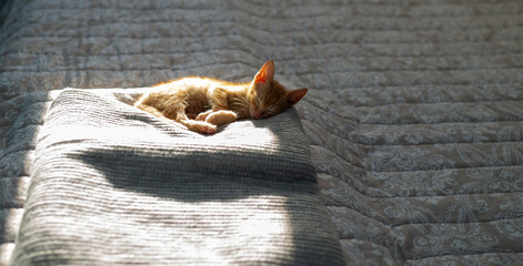 Charming orange kitten, partially sunlit from behind, relaxing and sleeping on a blanket on a bed in a bedroom