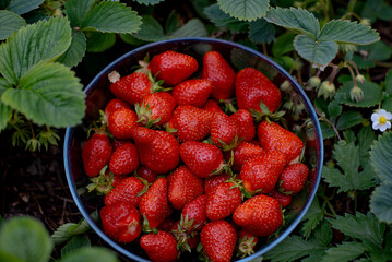 Fresh red ripe strawberries in bowl on the garden bed. Summer harvesting of berries in the garden.