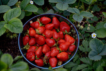 Fresh red ripe strawberries in bowl on the garden bed. Summer harvesting of berries in the garden.
