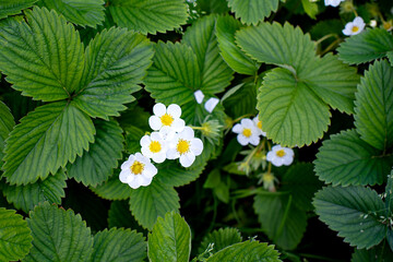 white strawberry blossom in spring