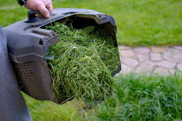 Mowing grass with a petrol lawn mower in spring. container with the mown grass to it in the compost