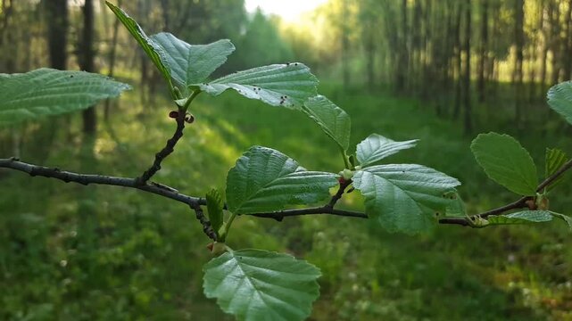 Vivid Alder Branch Against Spring Wild Forest Background