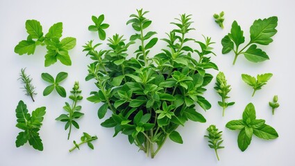 Naklejka premium Fresh marjoram picked and isolated on white